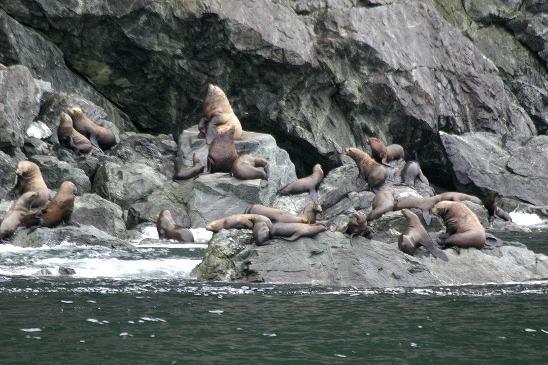 Stellar Sea Lions at a haul out